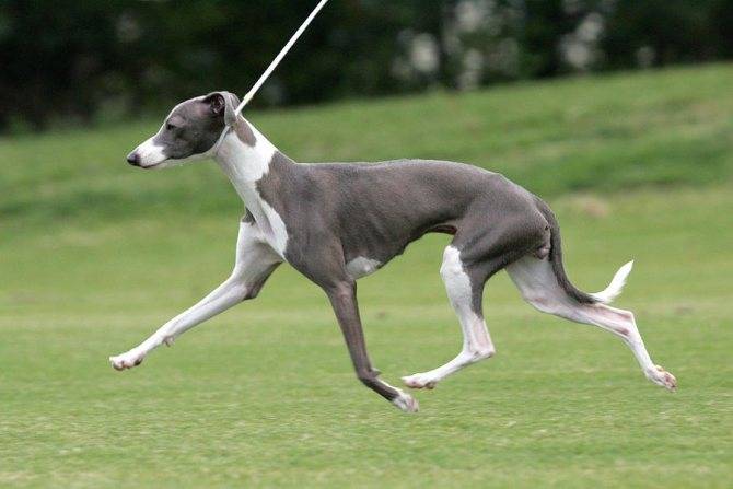 Самые быстрые в мире собаки: топ пород собак, бегающих с большой скоростью