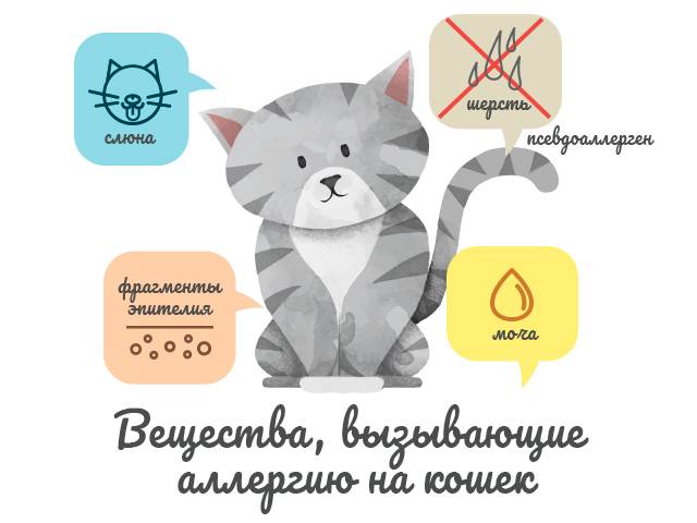 Аллергия на шерсть кошек и других животных
