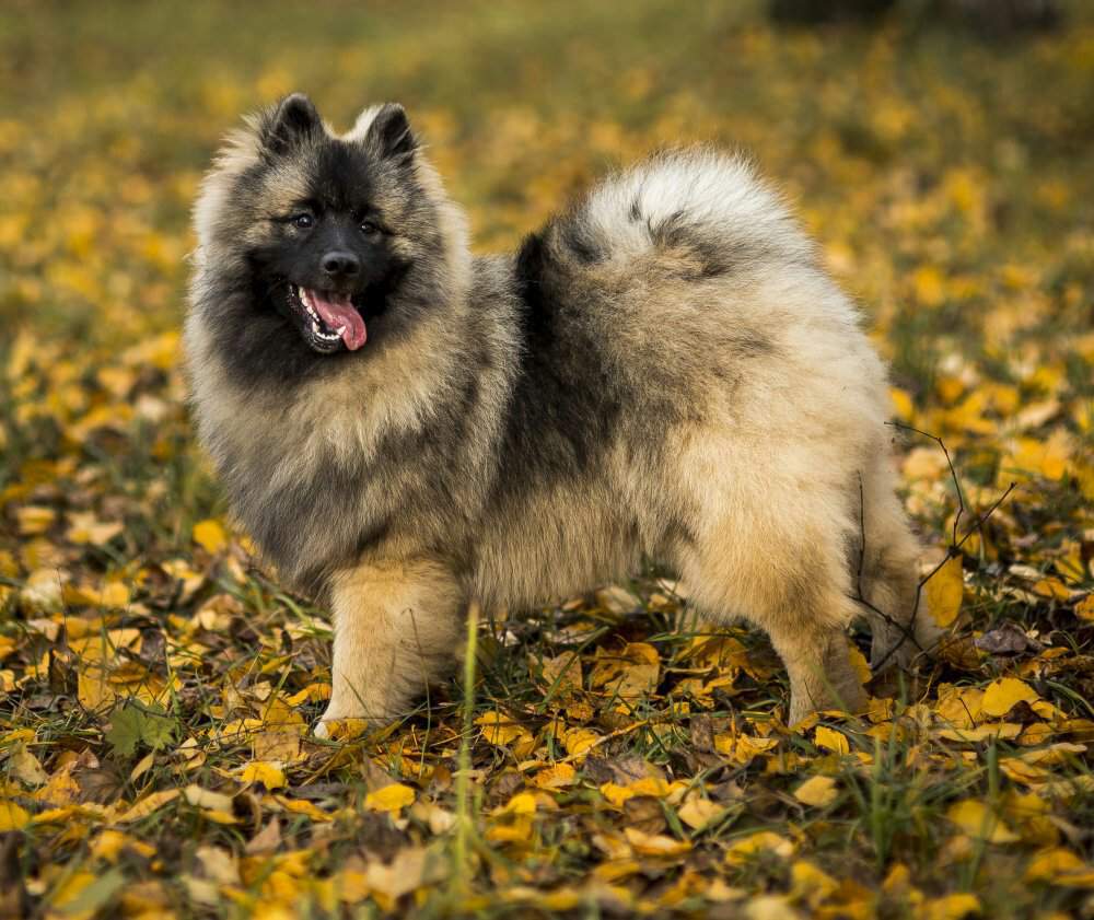 Порода собак кеесхонд (вольфшпиц): описание, характер, фото