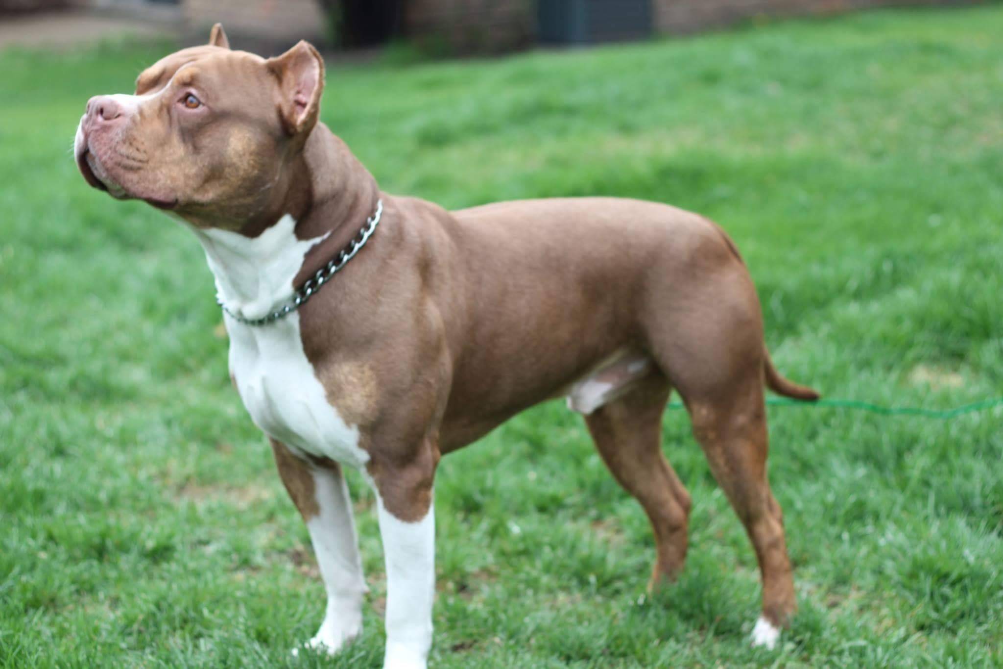 Собака породы американский питбультерьер: характер, здоровье, уход | блог ветклиники "беланта"