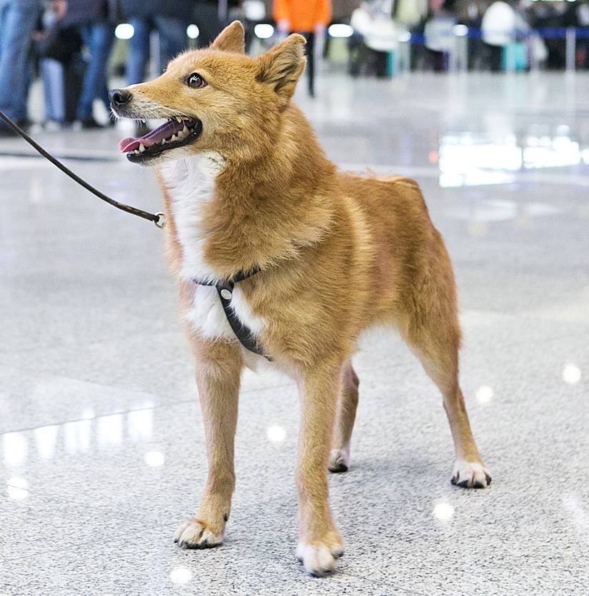 Шалайка (собака сулимова) — фото, описание, особенности новой породы в россии
