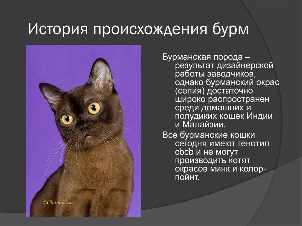 Европейская короткошерстная (кельтская) кошка: подробное описание, фото, купить, видео, цена, содержание дома