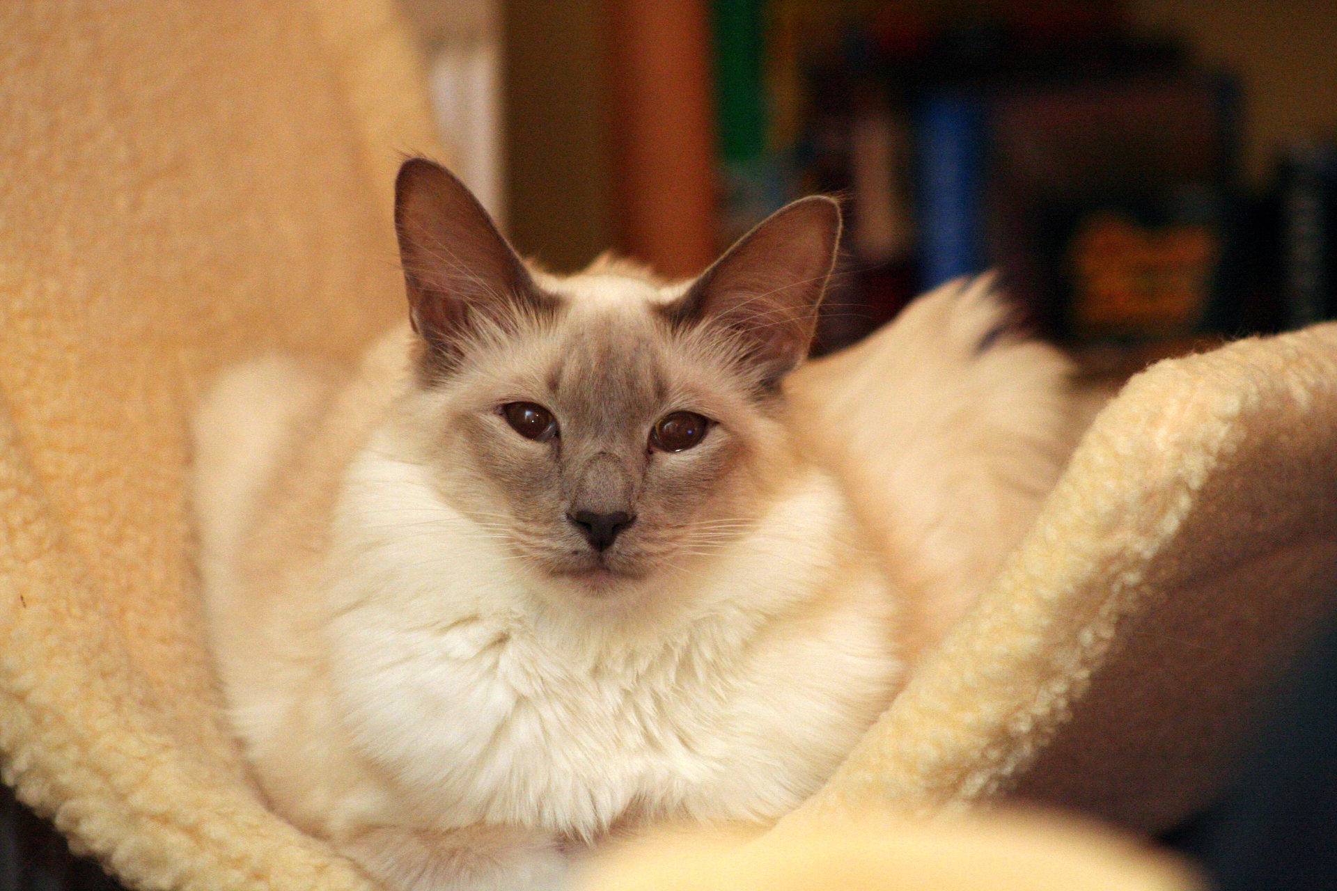 Балинезийская кошка (балийская кошка, балинез)