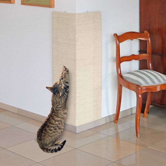 Можно ли отучить кошку драть стены? советы опытных кошатников