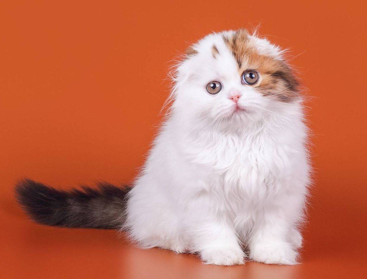 Хайленд-фолд – очаровательная вислоухая кошка с длинной шубкой родом из шотландии