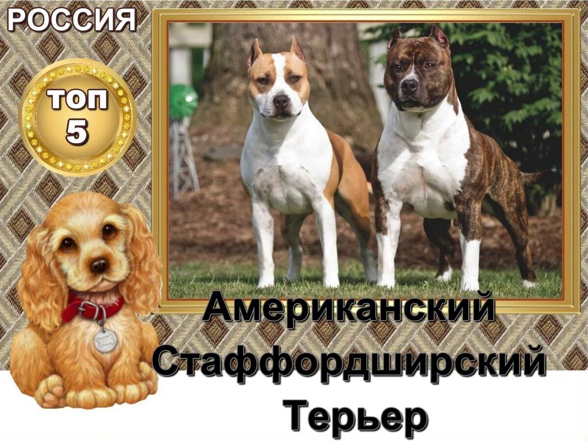 Знай наших: 9 пород собак, которых вывели в россии