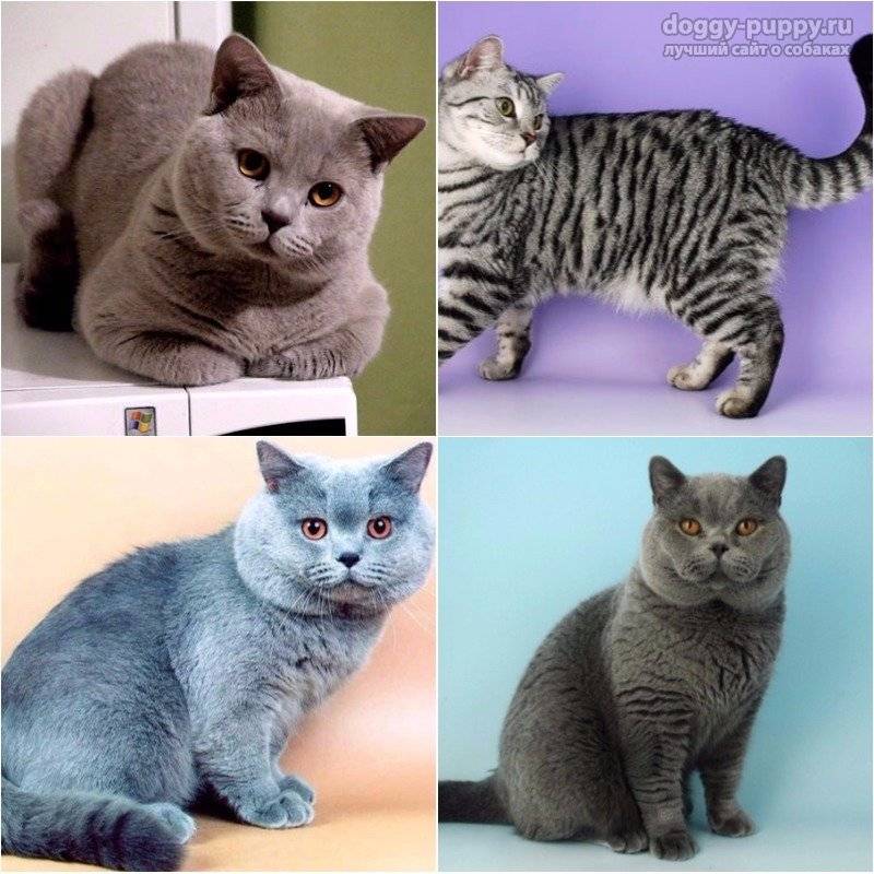 Окрасы британских кошек и котов: фото и описание