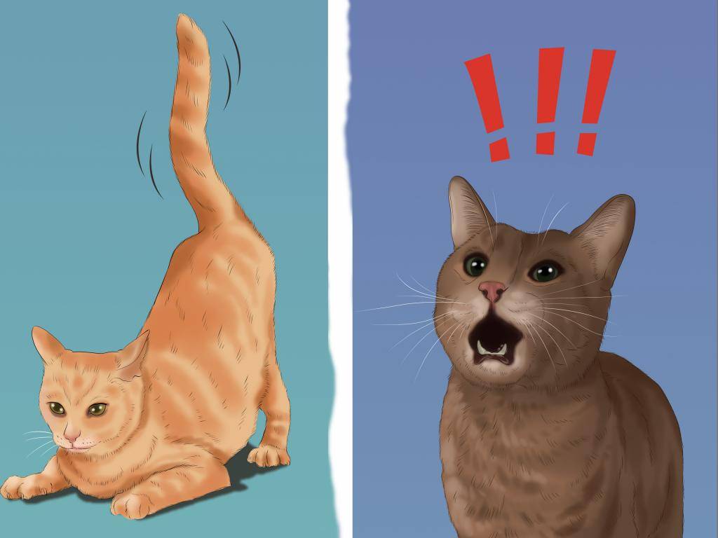 Как отличить кота от кошки: основные отличия самца от самки