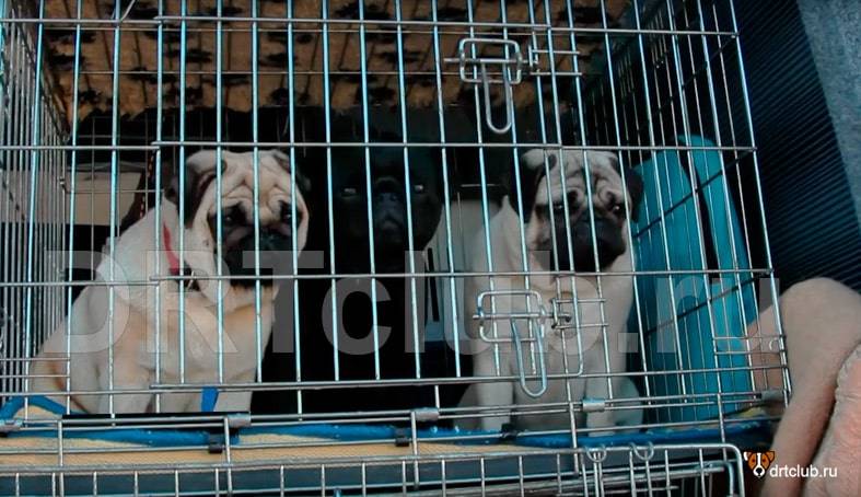 Клетки для собак в квартире: как приучить щенка, выбор и размеры
