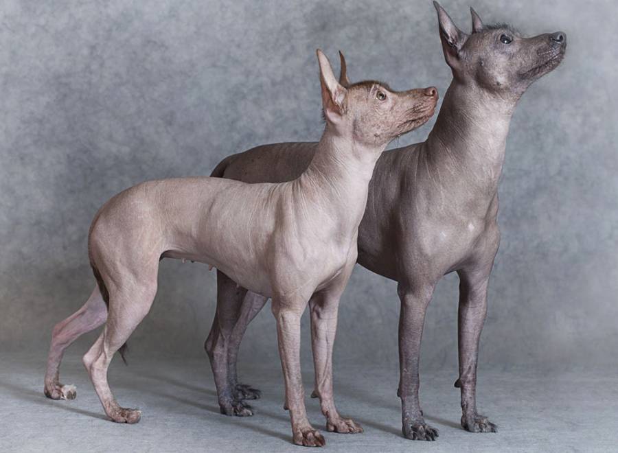 Обзор породы собак ксолоитцкуинтли (мексиканская голая собака, ксоло), фото