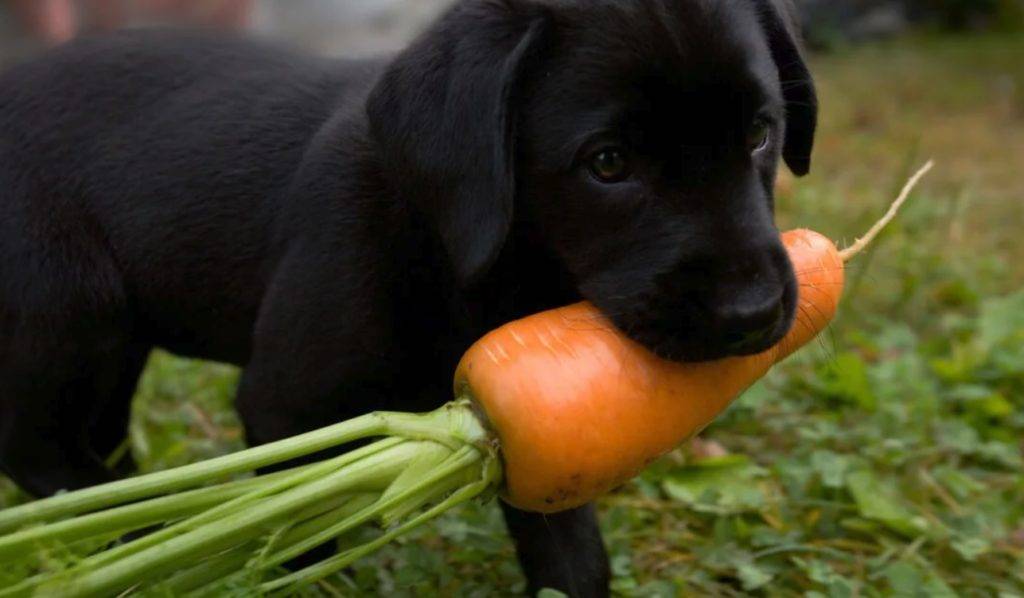 Овощи в рационе собаки | блог ветклиники "беланта"