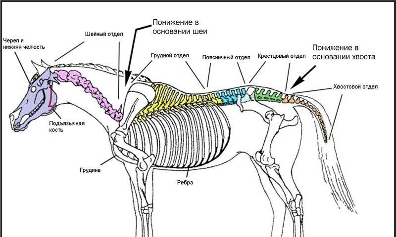 Шпаргалки по анатомии животных -  мозговой череп: строение