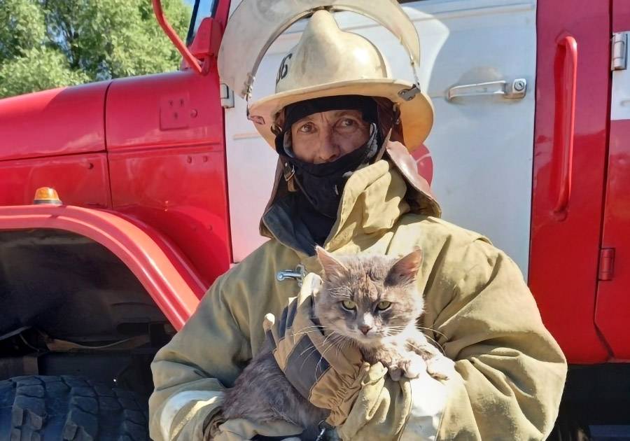 10 историй о героических кошках, которые спасли чьи-то жизни, а теперь спасут и ваш день