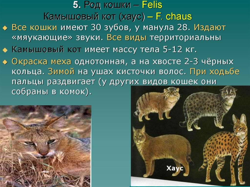 Животные семейства кошачьих - виды и особенности