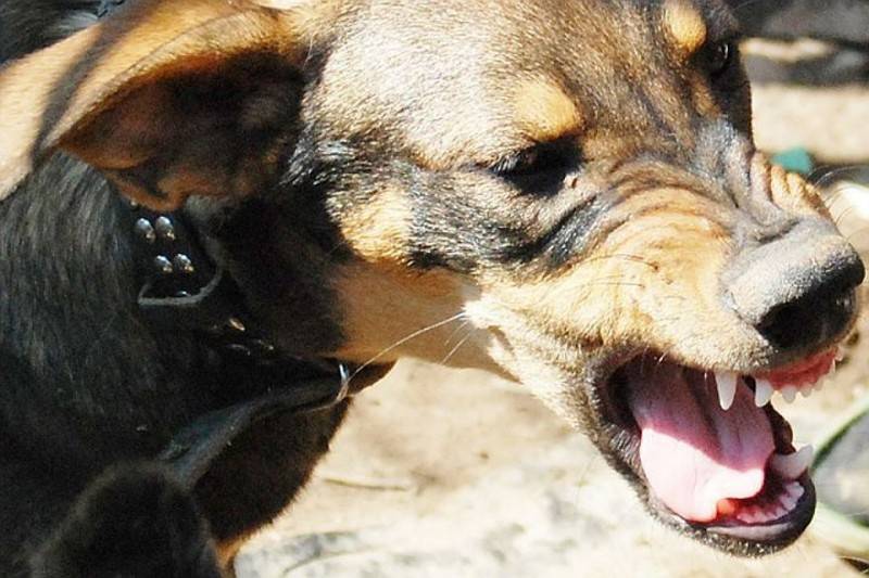 Бешенство у собак: симптомы, признаки, что делать если укусила собака