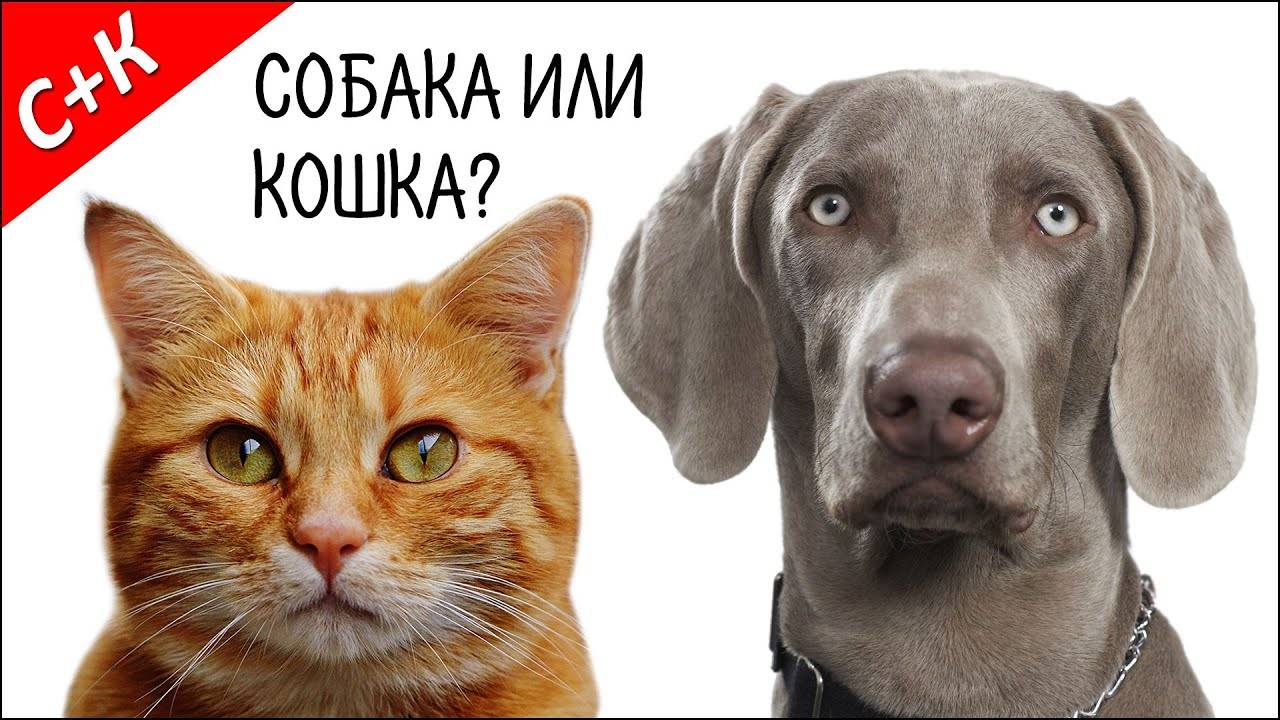 Кого лучше завести? кошку или собаку?