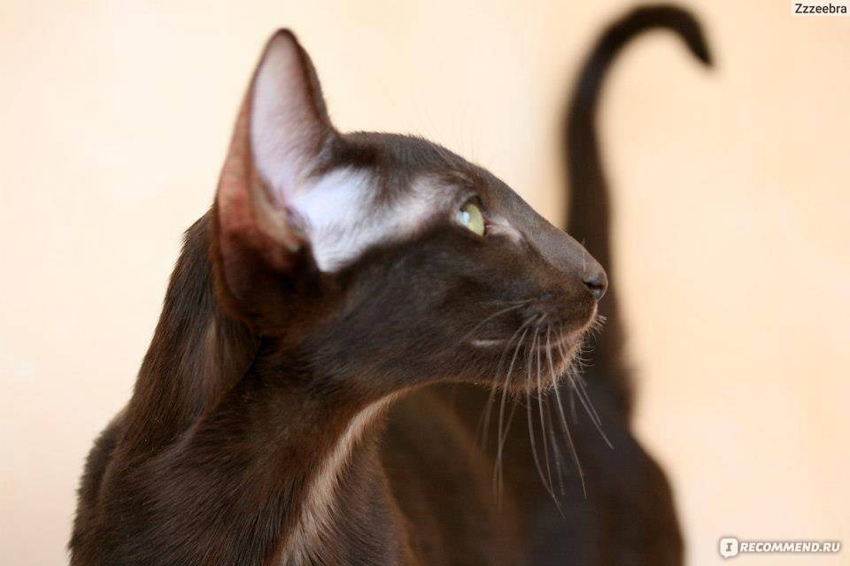 Ориентальная кошка - история возникновения вида, как правильно ухаживать за ушами, шерстью и глазами