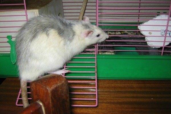 Что делать если в квартире завелась крыса?