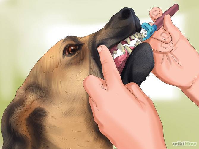 Как убрать запах от собаки и других домашних животных в доме