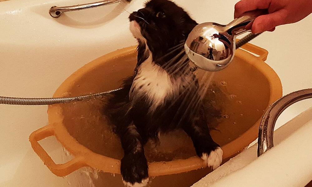 Как правильно мыть кота, как часто (сколько раз) можно и нужно купать кошку, как приучить к воде, если боится