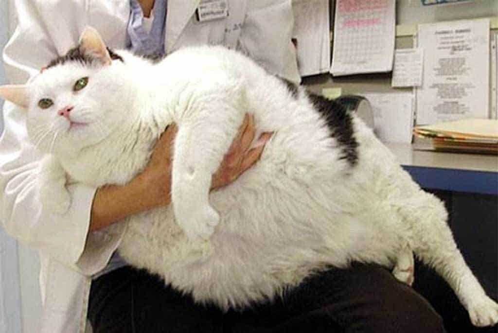 Вес котов и кошек: таблица веса котенка по месяцам. сколько в среднем весит кот и кошка. как взвесить их в домашних условиях?