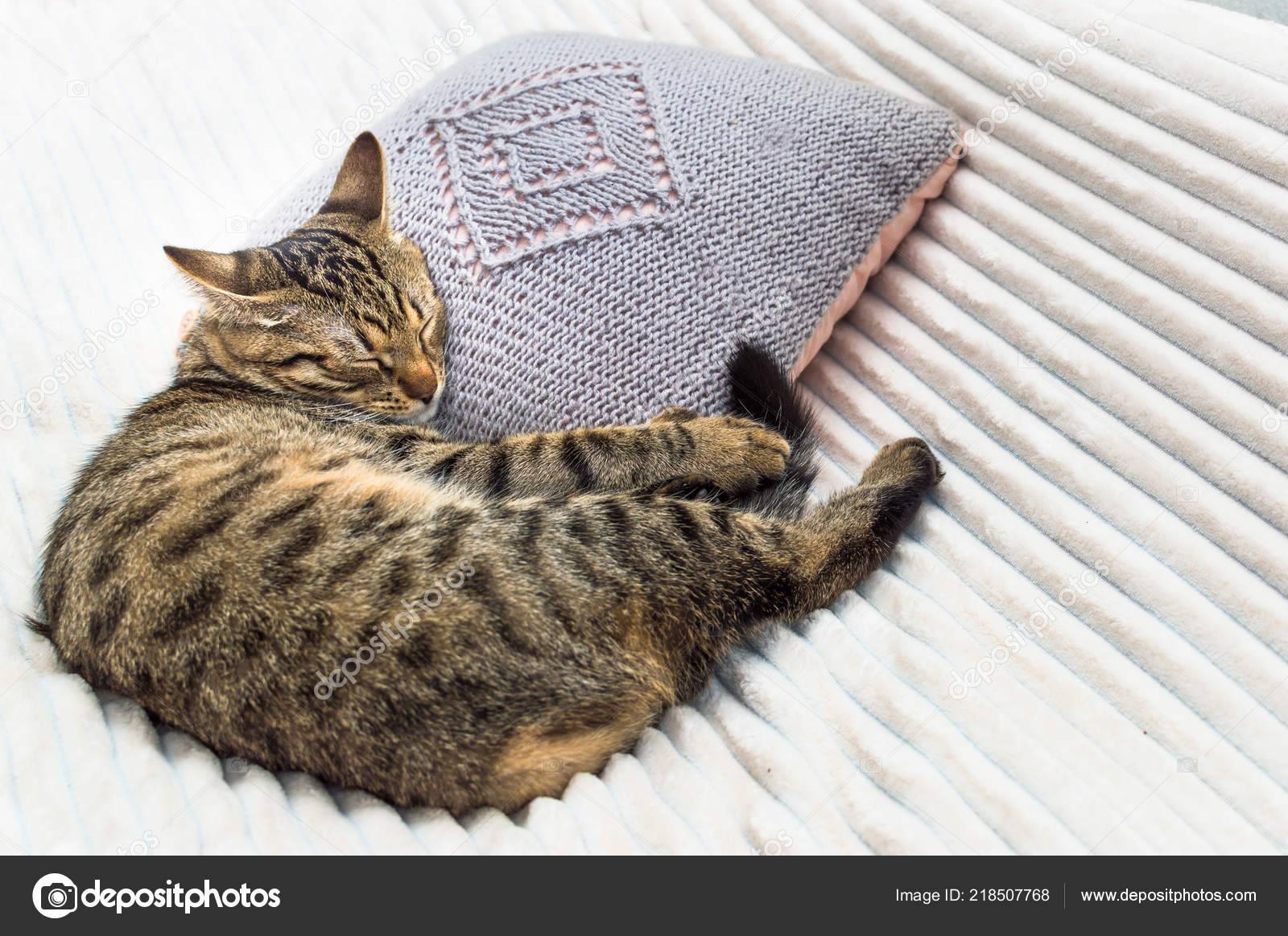 Сколько часов в сутки спит кошка? - gafki.ru