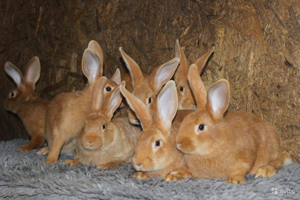 Кролики бургундской породы: описание породы и виды, как выбрать, уход и разведение