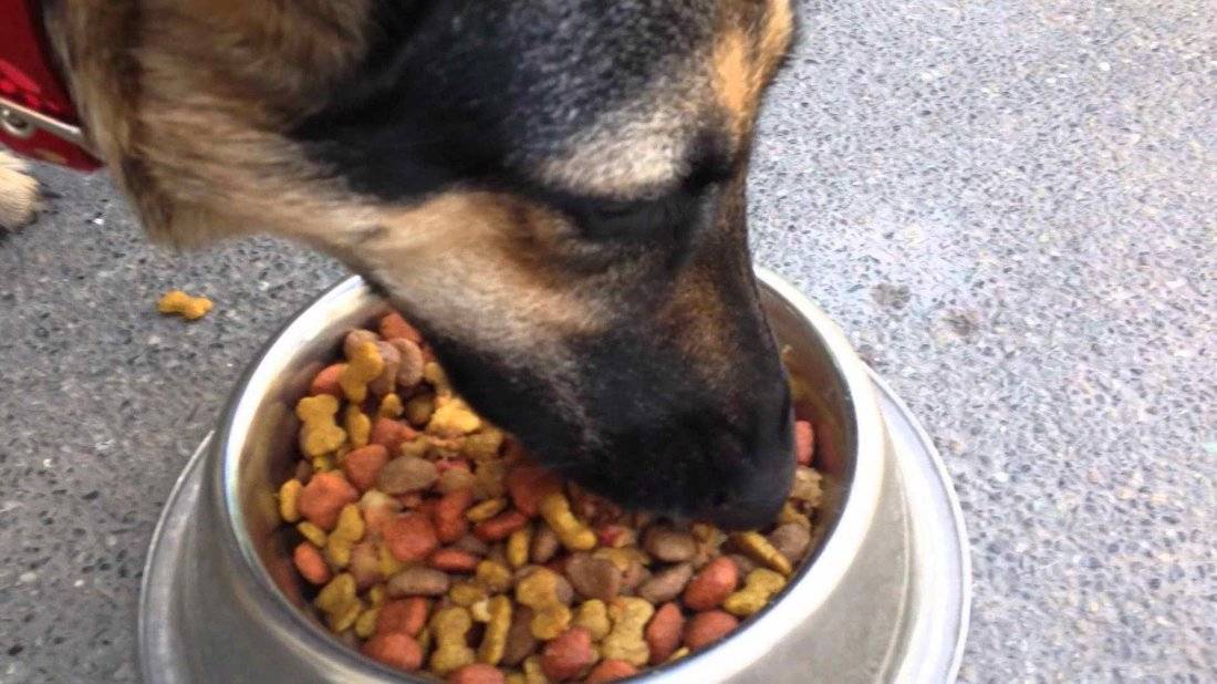 Каким должно быть питание собак в жару?