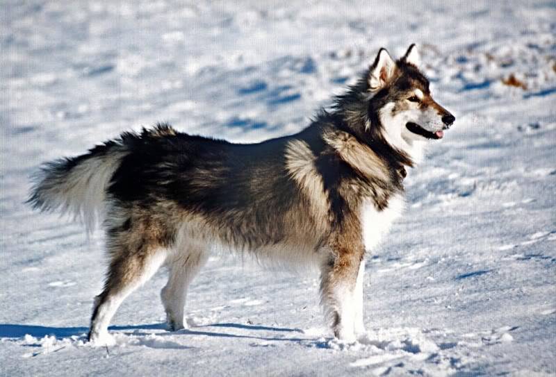 Швейцарский зенненхунд собака. описание, особенности, уход и цена породы | sobakagav.ru