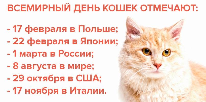 Всемирный день кошек в 2019 г.: какого числа отмечают, история праздника в 2021 году