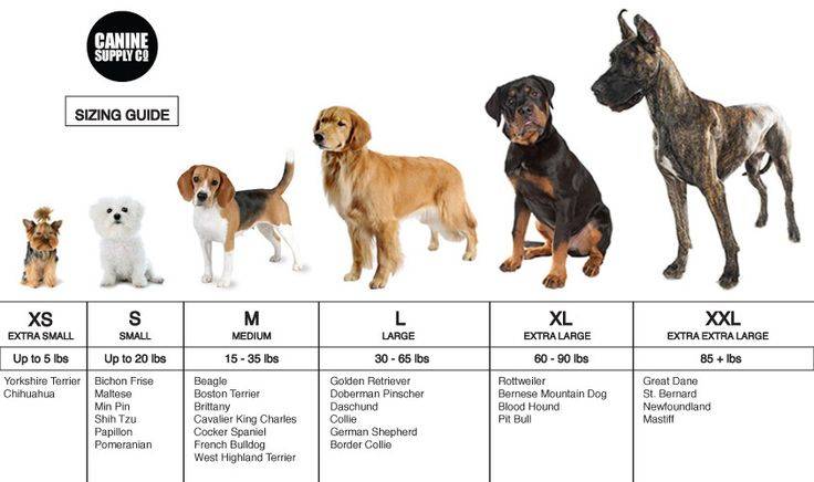 До какого возраста собака считается щенком?