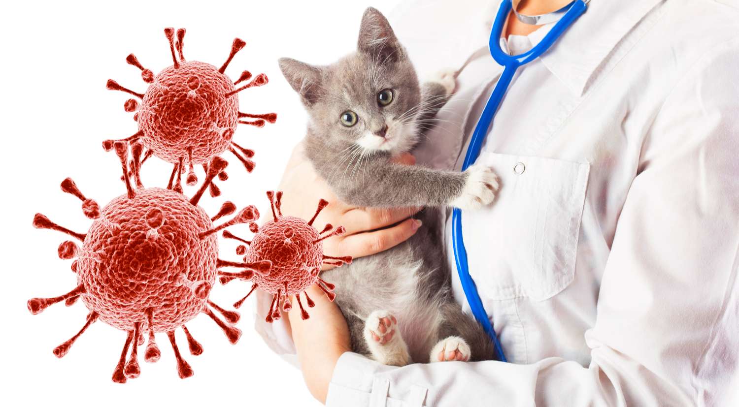 Инфекционный перитонит у кошек  fip , вирусный перитонит, симптомы и лечение в москве. ветеринарная клиника "зоостатус"