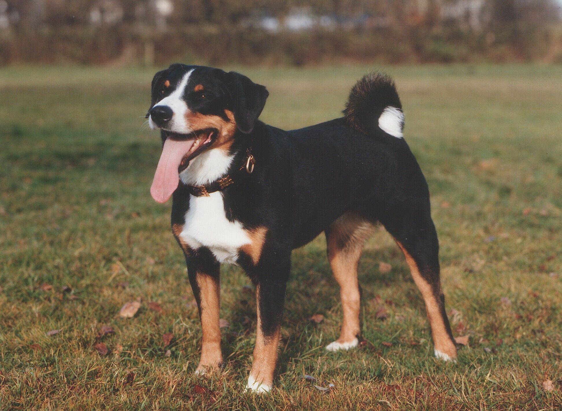 Аппенцеллер зенненхунд: описание породы собак