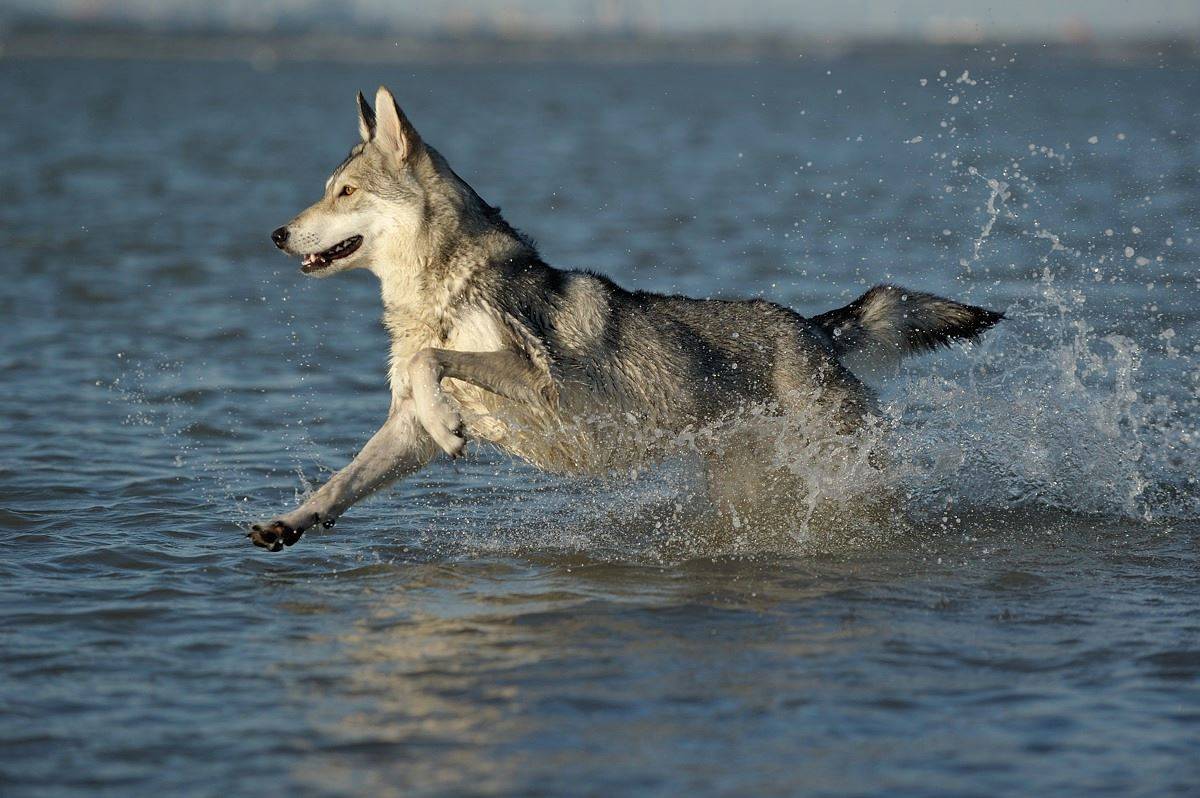 Волчья собака сарлоса (саарлоосвольфхунд, саарлоос вольфхонд, саарлосс: фото, купить, видео, цена, содержание дома