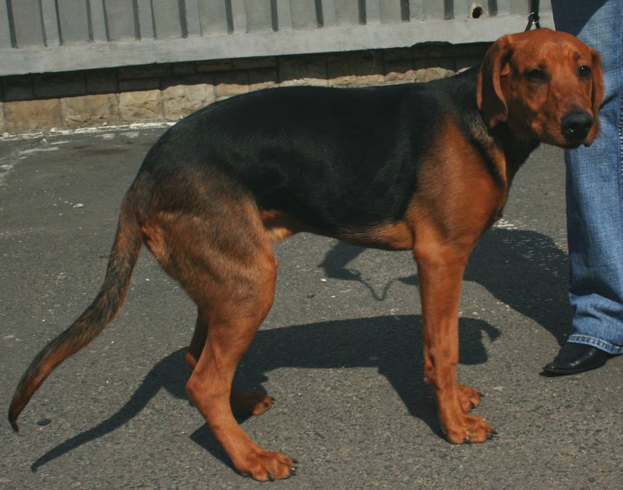 Гончая шиллера (шиллерстёваре): описание породы, характер, фото | все о собаках