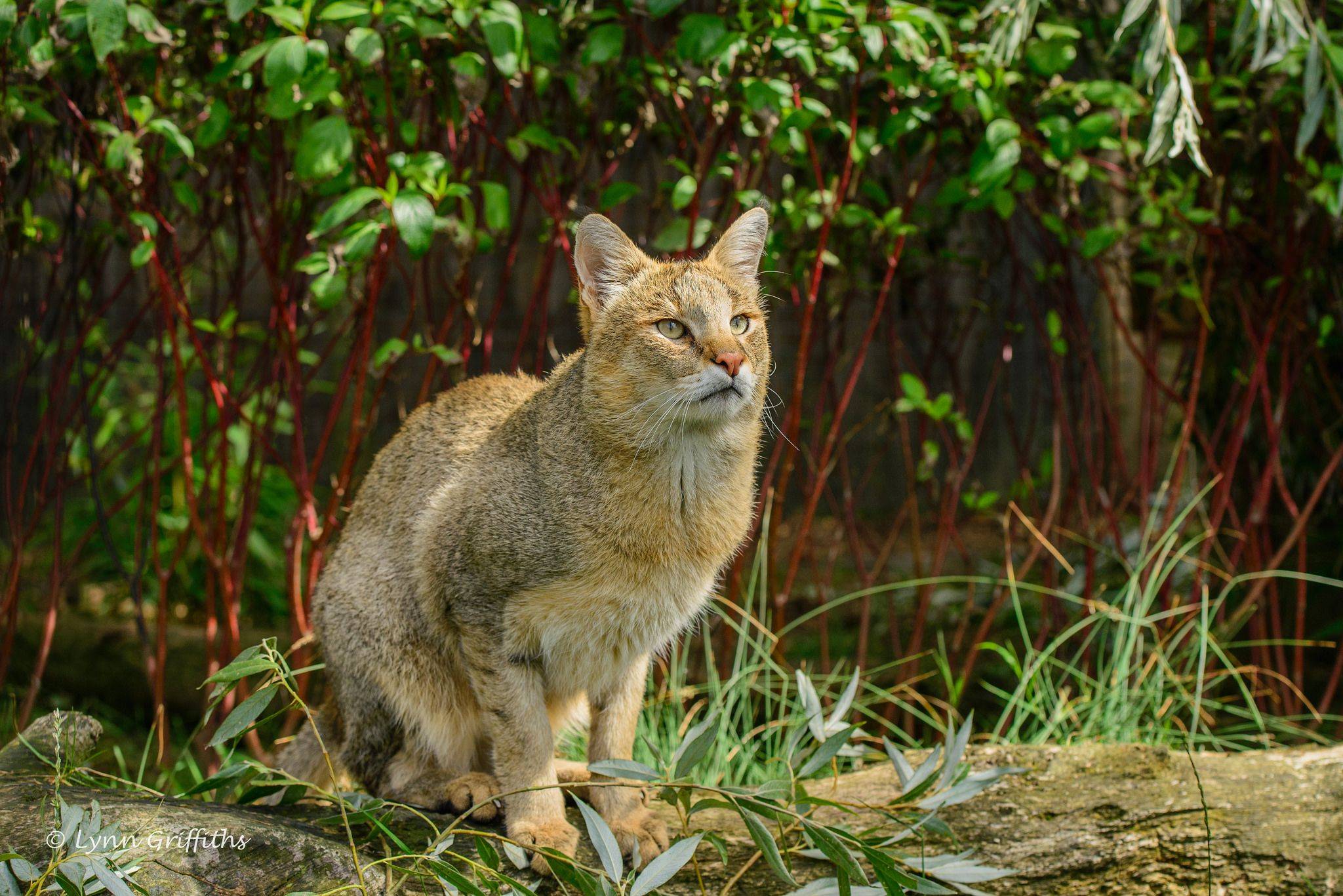 Камышовый кот, болотная рысь, или хауси – внешний вид, содержание и другие характеристики дикой кошки