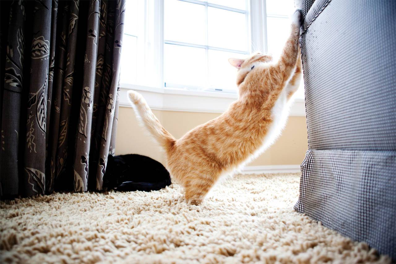 Как отучить кошку драть мебель и обои? чем обработать и как защитить мебель, чтобы кот не точил когти? выбираем средства от царапанья диванной обивки