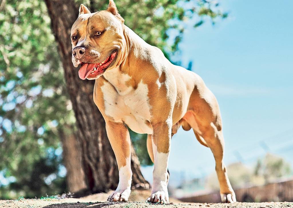 Накаченные собаки — самый мускулистый пес в мире
