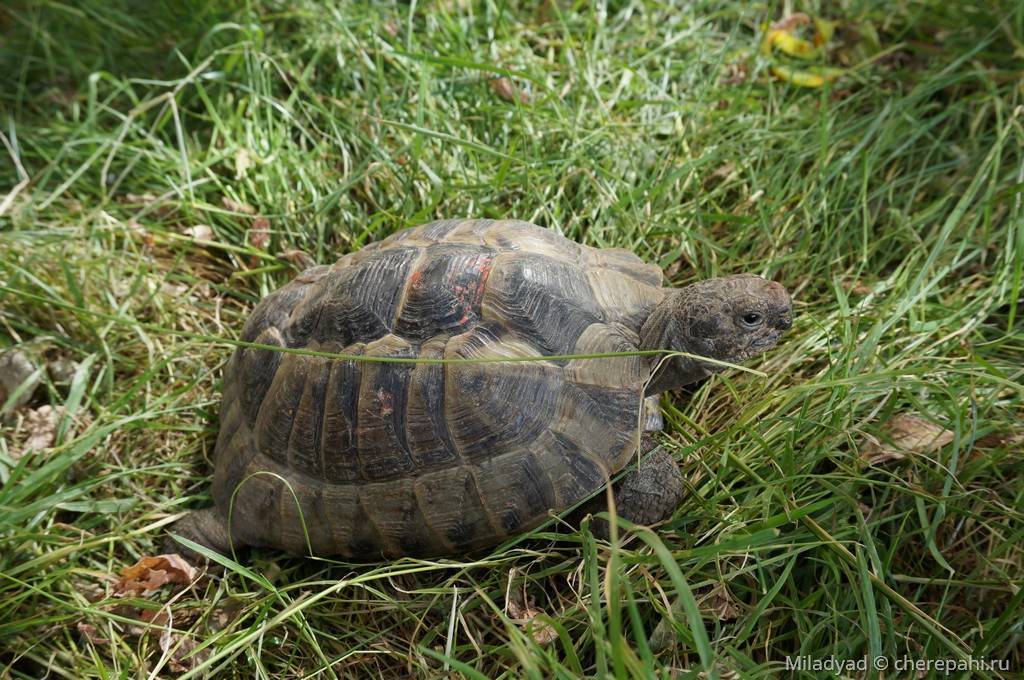 Сколько лет живет черепаха в домашних условиях