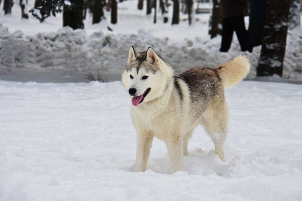 Сахалинский хаски: как выглядит питомец на фото и какие основные отличия от сибирской собаки, а также как выбрать щенка