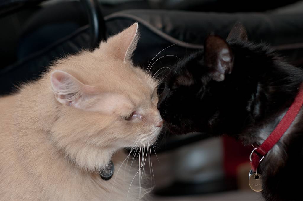 Правильная вязка кошек и котов: знакомство, спаривание и особенности гигиены