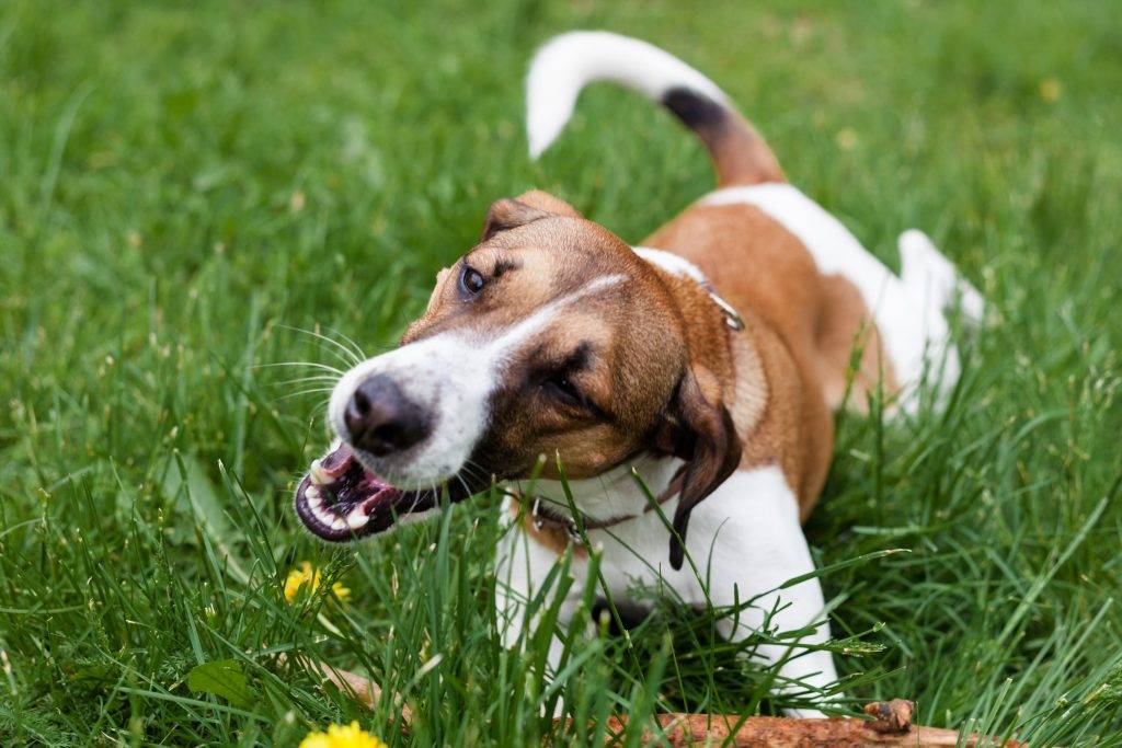 Почему собака или щенок ест землю: опасные и неопасные причины, 3 основных направления борьбы с поеданием земли и камней