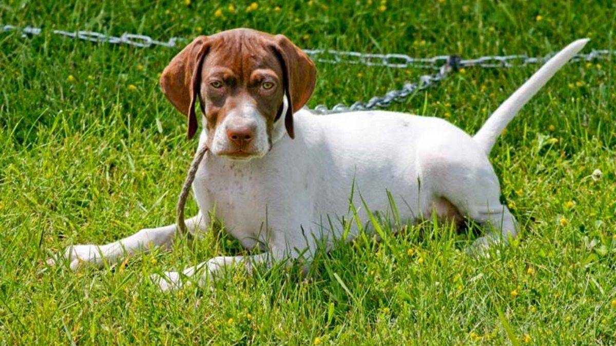 Порода собак пойнтер: фото, описание и отзывы охотников