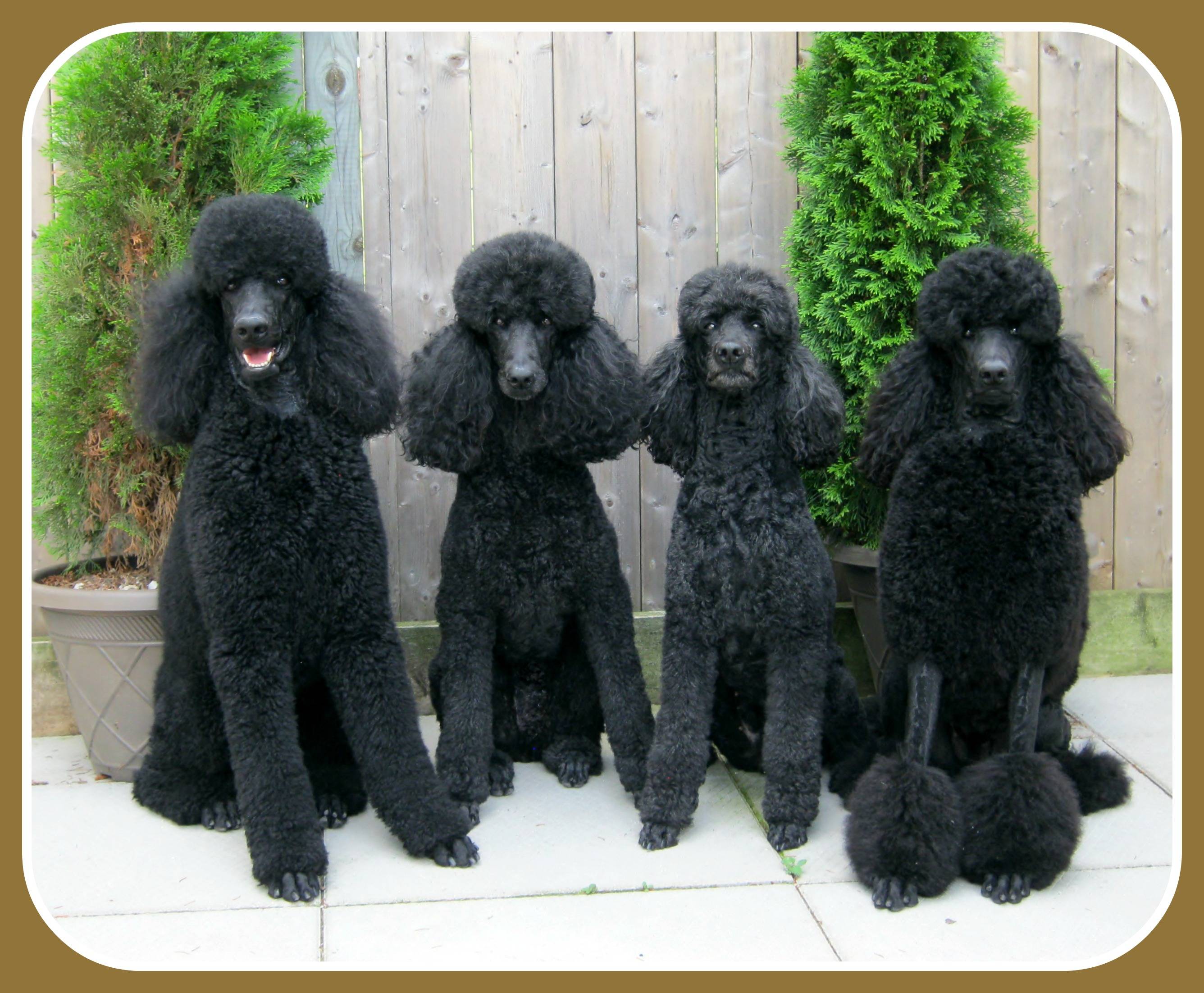Черные собаки (47 фото): породы больших и маленьких собачек, особенности окраса щенков. каким геном определяется окраска шерсти?