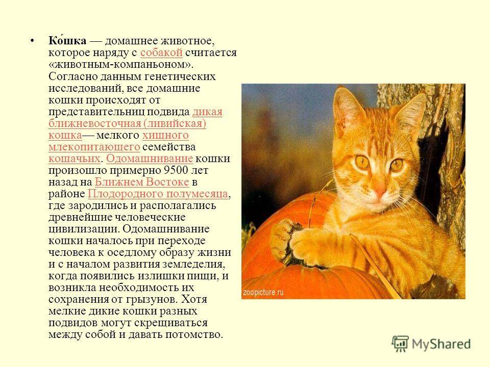 История происхождения кошки