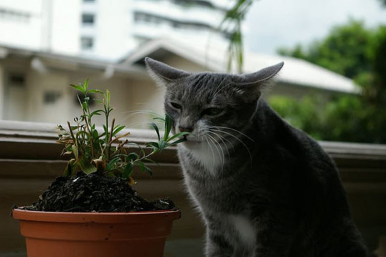 Зачем кошка ест траву – болен кот
