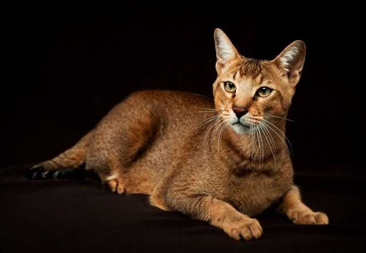 бенгальская кошка f5