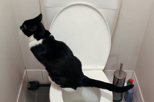Кошка не может сходить в туалет по большому, что делать, как помочь в домашних условиях