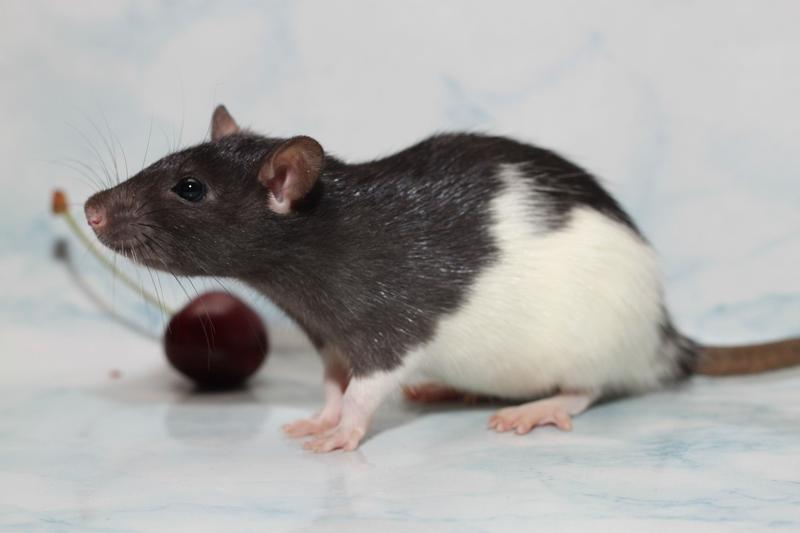 Крысы, в роли домашних питомцев: поведение, уход и питание
