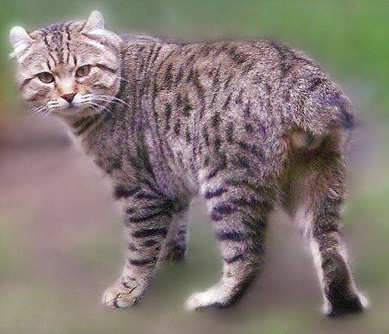Хайленд страйт-шотландская прямоухая длинношерстная кошка, фото